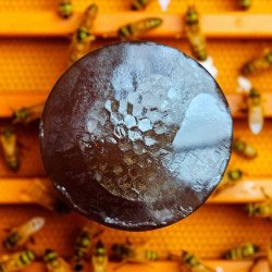 Savon miel & argan – soin artisanal