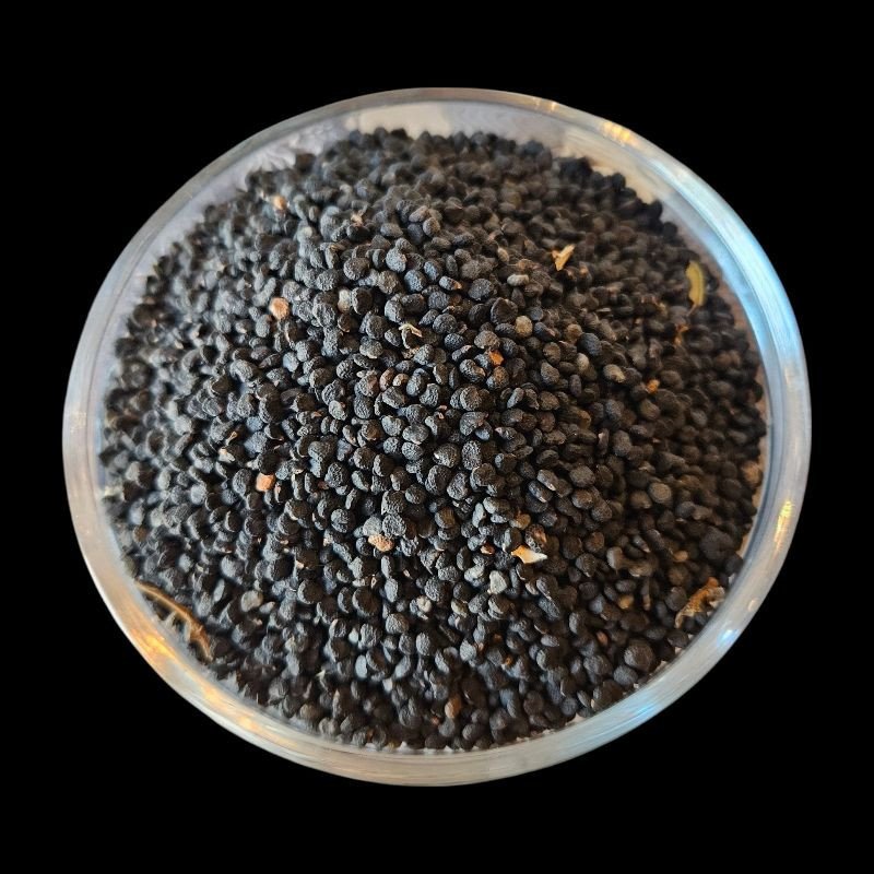 Chdouq Jmel – plante traditionnelle