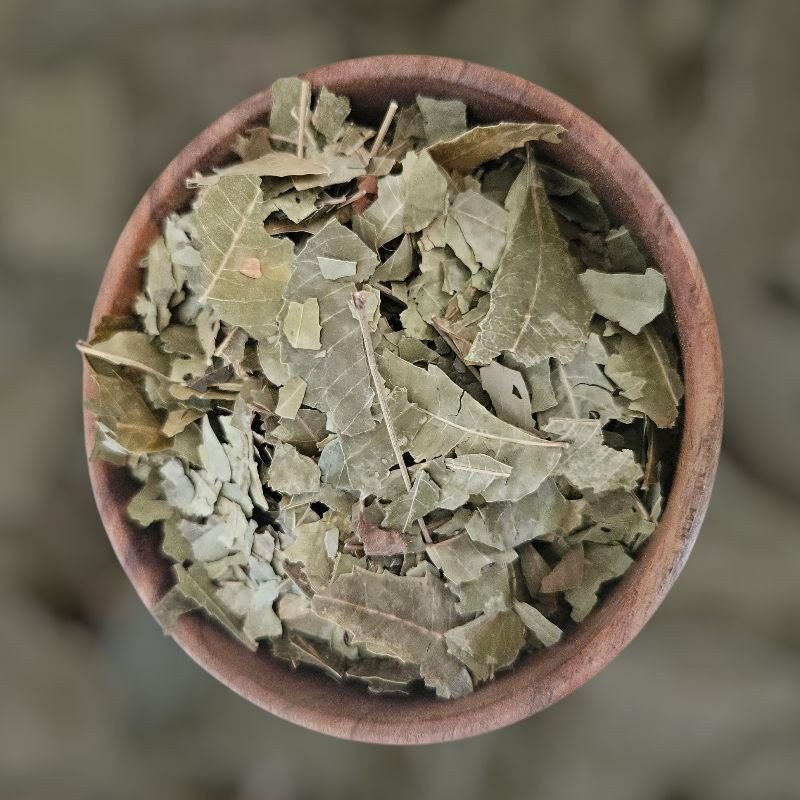 Feuilles de Neem – plante purifiante