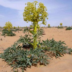 Haltyt Asafoetida – résine médicinale