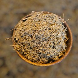 Chih Armoise purification ésotérique rituel protectercteur