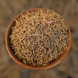 Carvi – Karwiya : graines digestives, énergétiques et rituelles