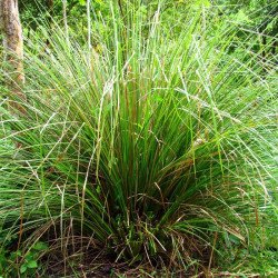 Khamaré vétiver – racine médicinale et rituel africain